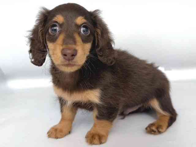 大阪府のミニチュアダックスフンド(ロング) (ひごペットフレンドリー岸和田店/2025年9月28日生まれ/男の子/チョコレートタン)の子犬の3枚目の画像