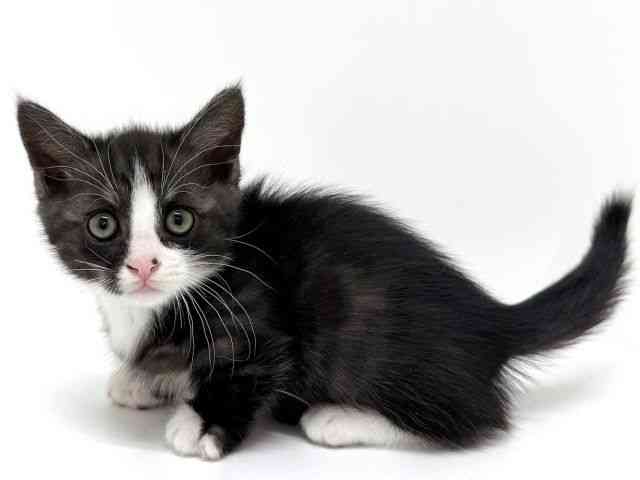 大阪府のミヌエット (ひごペットフレンドリーくずはモール店/2025年9月27日生まれ/男の子/シルバータビーホワイト)の子猫の3枚目の画像