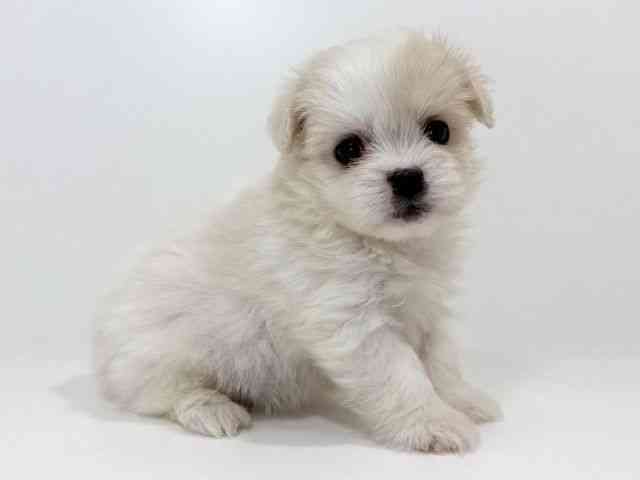 兵庫県のペキマル/マルペキ(ペキニーズ×マルチーズ) (ひごペットフレンドリーイトーヨーカドー明石店/2025年9月28日生まれ/男の子/ホワイト)の子犬の3枚目の画像