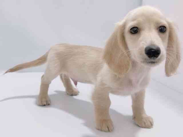 大阪府のミニチュアダックスフンド(ロング) (ひごペットフレンドリーイズミヤショッピングセンター千里丘店/2025年9月25日生まれ/男の子/イエロー)の子犬の3枚目の画像