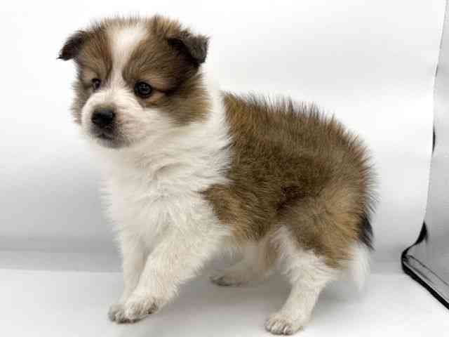 大阪府のハーフ犬・ミックス犬 (ひごペットフレンドリーららぽーとEXPOCITY店/2025年9月24日生まれ/女の子/セーブルホワイト)の子犬の3枚目の画像