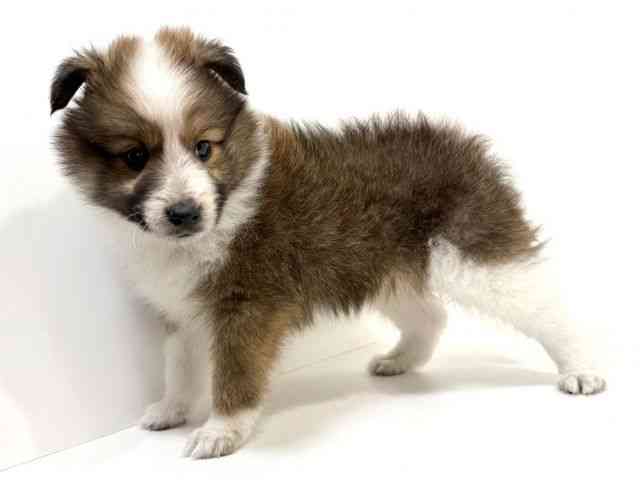 兵庫県のハーフ犬・ミックス犬 (ひごペットフレンドリーイトーヨーカドー明石店/2025年9月24日生まれ/男の子/セーブルホワイト)の子犬の3枚目の画像