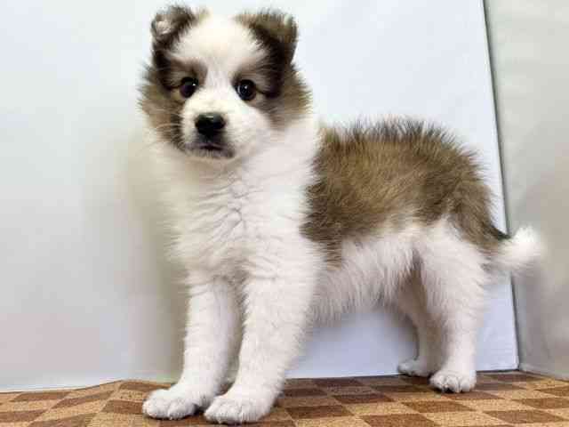 愛媛県のハーフ犬・ミックス犬 (ひごペットフレンドリーエミフルMASAKI店/2025年9月24日生まれ/女の子/セーブルホワイト)の子犬の3枚目の画像