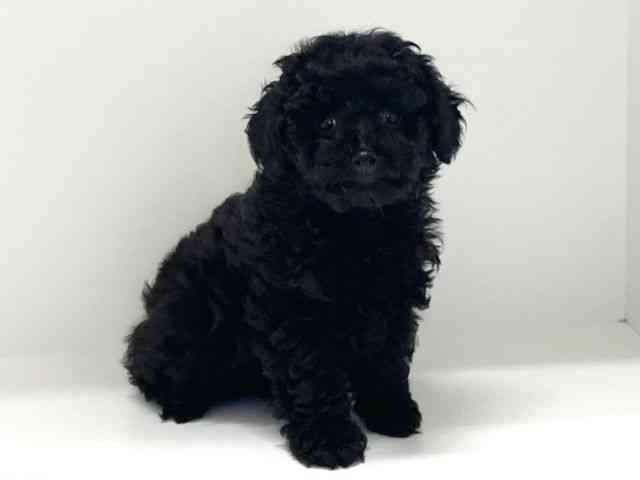 兵庫県のトイプードル(トイ) (ひごペットフレンドリーイトーヨーカドー明石店/2025年9月26日生まれ/女の子/ブラック)の子犬の3枚目の画像