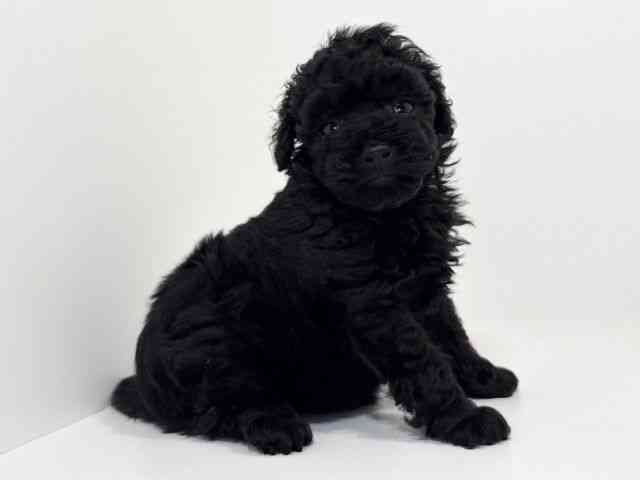 兵庫県のトイプードル(トイ) (ひごペットフレンドリーイトーヨーカドー明石店/2025年9月26日生まれ/女の子/ブラック)の子犬の3枚目の画像