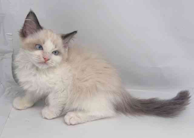 鳥取県のラグドール (ひごペットフレンドリーイオンモール鳥取北店/2025年9月27日生まれ/女の子/シールポイントバイカラー)の子猫の3枚目の画像