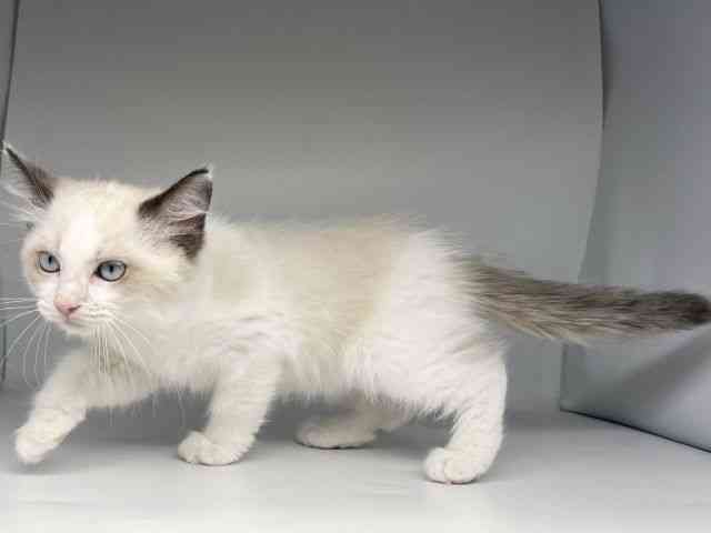 徳島県のラグドール (ひごペットフレンドリーゆめタウン徳島店/2025年9月27日生まれ/女の子/シールポイントバイカラー)の子猫の3枚目の画像