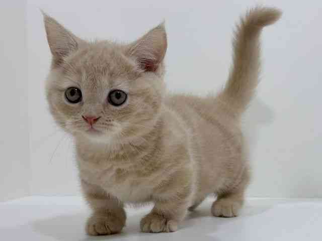 広島県のマンチカン (ひごペットフレンドリーフジグラン神辺店/2025年9月27日生まれ/男の子/クリームタビー)の子猫の3枚目の画像