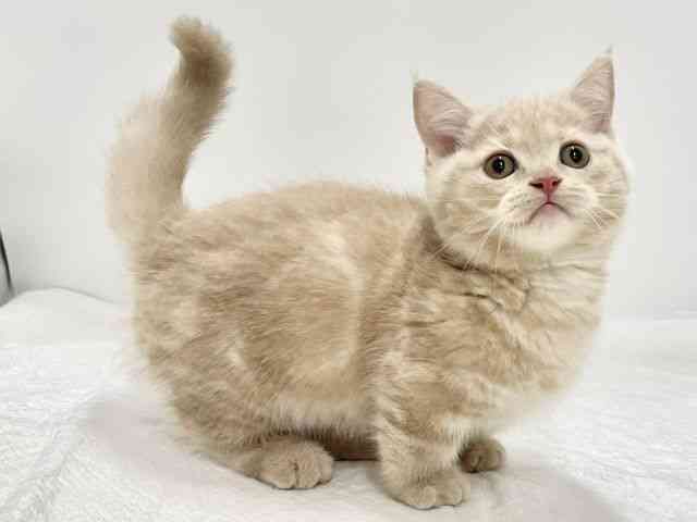 高知県のマンチカン (ひごペットフレンドリーイオンモール高知店/2025年9月27日生まれ/男の子/クリームタビー)の子猫の3枚目の画像