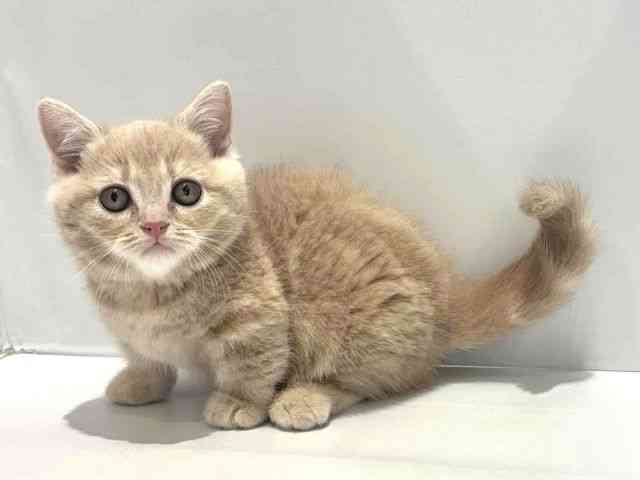 大阪府のマンチカン (ひごペットフレンドリーセブンパーク天美店/2025年9月27日生まれ/男の子/クリームタビー)の子猫の3枚目の画像