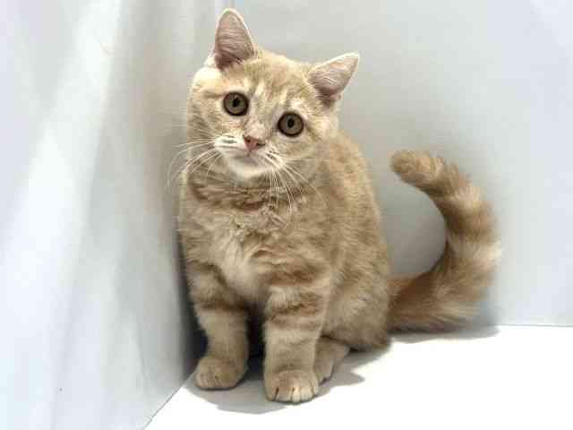大阪府のマンチカン (ひごペットフレンドリーセブンパーク天美店/2025年9月27日生まれ/男の子/クリームタビー)の子猫の3枚目の画像