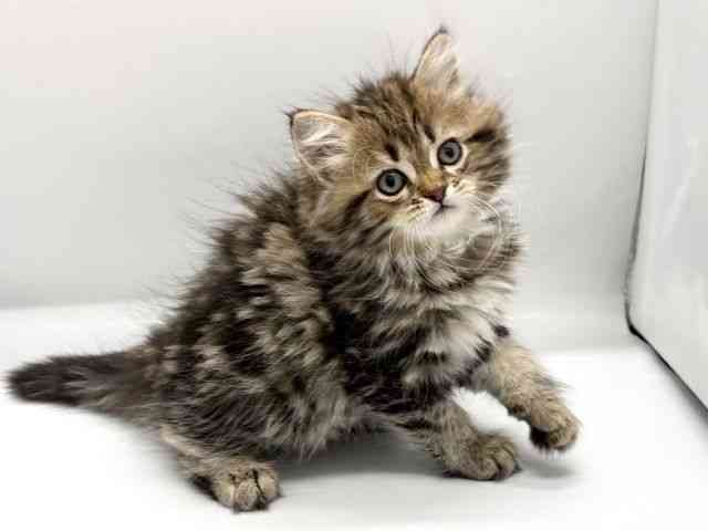 京都府のサイベリアン (ひごペットフレンドリー京都店/2025年9月26日生まれ/女の子/ブラウンクラシックタビー)の子猫の3枚目の画像