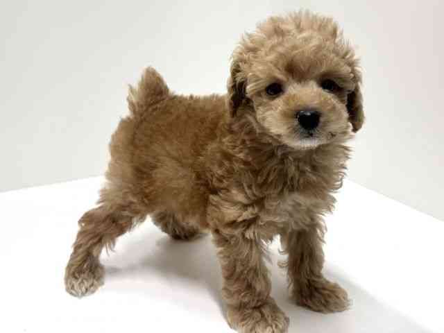 愛知県のトイプードル(トイ) (ひごペットフレンドリーららぽーと名古屋みなとアクルス店/2025年9月25日生まれ/男の子/アプリコット)の子犬の3枚目の画像