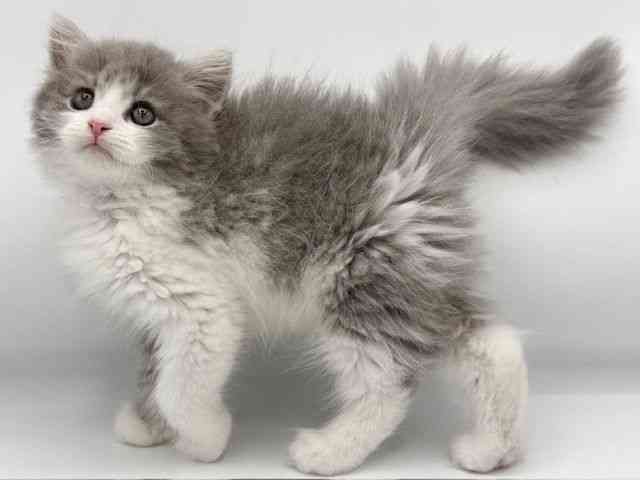 大阪府のラガマフィン (ひごペットフレンドリーららぽーとEXPOCITY店/2025年9月28日生まれ/男の子/ブルータビーホワイト)の子猫の3枚目の画像