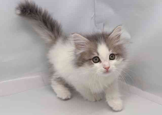 鳥取県のサイベリアン (ひごペットフレンドリーイオンモール鳥取北店/2025年9月28日生まれ/男の子/ブルータビーホワイト)の子猫の3枚目の画像