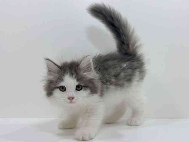 広島県のサイベリアン (ひごペットフレンドリーフジグラン神辺店/2025年9月28日生まれ/女の子/ブルータビーホワイト)の子猫の3枚目の画像