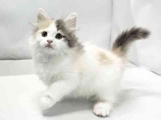 愛媛県のサイベリアン (ひごペットフレンドリーイオンモール今治新都市店/2025年9月28日生まれ/女の子/ダイリュートキャリコ)の子猫の3枚目の画像