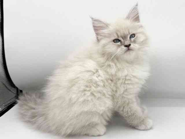 大阪府のネヴァマスカレード (ひごペットフレンドリーららぽーとEXPOCITY店/2025年9月28日生まれ/女の子/ブルーリンクスポイントホワイト)の子猫の3枚目の画像