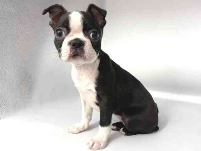 大阪府のボストンテリア (ひごペットフレンドリー岸和田店/2025年9月26日生まれ/女の子/ボストンカラー)の子犬の3枚目の画像