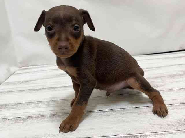 和歌山県のミニチュアピンシャー (ひごペットフレンドリーパームシティ和歌山店/2025年9月27日生まれ/男の子/チョコレートタン)の子犬の3枚目の画像
