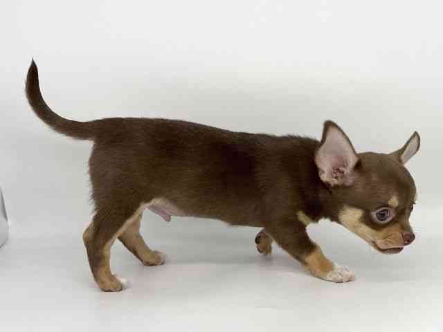 徳島県のチワワ(スムース) (ひごペットフレンドリーゆめタウン徳島店/2025年9月27日生まれ/男の子/チョコレートタンホワイト)の子犬の3枚目の画像