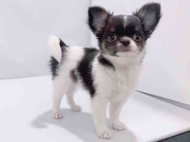 大阪府のチワワ(ロング) (ひごペットフレンドリーイズミヤショッピングセンター千里丘店/2025年9月27日生まれ/男の子/ブラックタンホワイト)の子犬の3枚目の画像