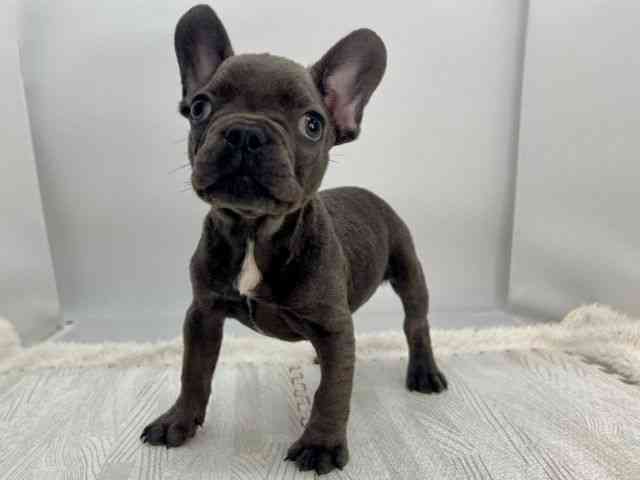 島根県のフレンチブルドッグ (ひごペットフレンドリーイオンモール出雲店/2025年9月19日生まれ/男の子/ブルー)の子犬の3枚目の画像