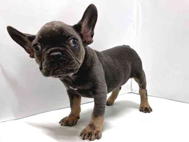奈良県のフレンチブルドッグ (ひごペットフレンドリー奈良パワーシティ店/2025年9月19日生まれ/男の子/ブルータン)の子犬の3枚目の画像