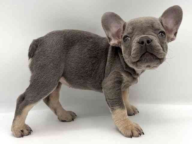 大阪府のフレンチブルドッグ (ひごペットフレンドリーららぽーとEXPOCITY店/2025年9月19日生まれ/女の子/ブルータン)の子犬の3枚目の画像