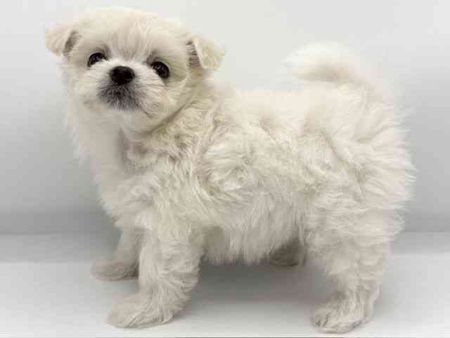 大阪府のチワマル/マルチワ(チワワ×マルチーズ) (ひごペットフレンドリーららぽーとEXPOCITY店/2025年9月26日生まれ/女の子/ホワイト)の子犬の3枚目の画像