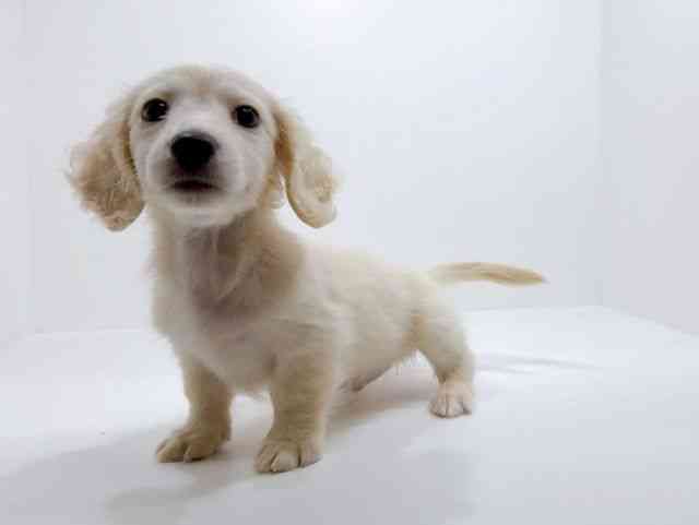 広島県のミニチュアダックスフンド(ロング) (ひごペットフレンドリーフジグラン神辺店/2025年9月27日生まれ/男の子/イエロー)の子犬の3枚目の画像