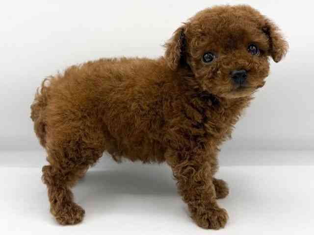 大阪府のトイプードル(トイ) (ひごペットフレンドリーららぽーとEXPOCITY店/2025年9月28日生まれ/男の子/レッド)の子犬の3枚目の画像