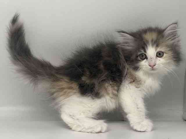 徳島県のノルウェージャンフォレストキャット (ひごペットフレンドリーゆめタウン徳島店/2025年9月27日生まれ/女の子/ダイリュートキャリコ)の子猫の3枚目の画像