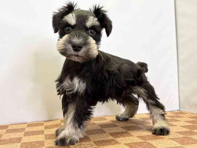 愛媛県のミニチュアシュナウザー (ひごペットフレンドリーエミフルMASAKI店/2025年9月27日生まれ/男の子/ブラックシルバー)の子犬の3枚目の画像