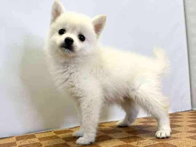 愛媛県のポメ柴/豆ポメ/ポメ豆柴(ポメラニアン×柴犬) (ひごペットフレンドリーエミフルMASAKI店/2025年9月26日生まれ/男の子/クリーム)の子犬の3枚目の画像