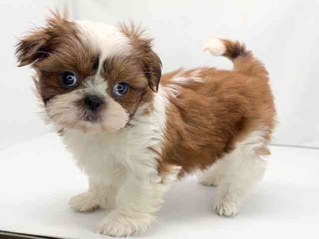 京都府のシーズー (ひごペットフレンドリー洛北阪急スクエア店/2025年9月8日生まれ/女の子/ホワイトゴールド)の子犬の3枚目の画像