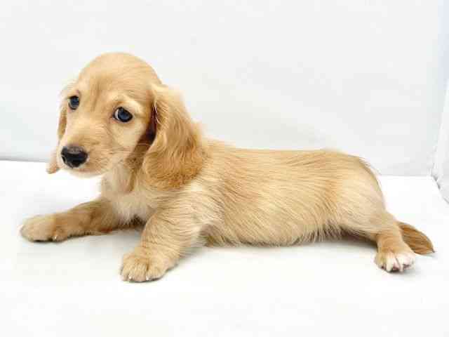 大阪府のミニチュアダックスフンド(ロング) (ひごペットフレンドリーイトーヨーカドー津久野店/2025年9月27日生まれ/男の子/ゴールド)の子犬の3枚目の画像