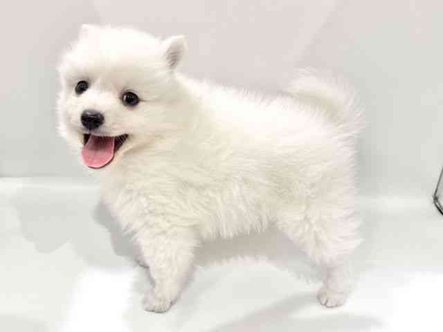 大阪府の日本スピッツ (ひごペットフレンドリーイオンタウン豊中庄内店/2025年9月20日生まれ/男の子/ホワイト)の子犬の3枚目の画像