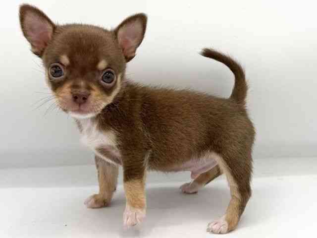 大阪府のチワワ(スムース) (ひごペットフレンドリーららぽーとEXPOCITY店/2025年9月27日生まれ/男の子/チョコレートタンホワイト)の子犬の3枚目の画像