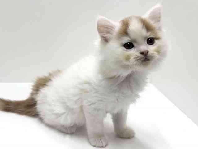 愛知県のスコティッシュフォールド (ひごペットフレンドリーららぽーと名古屋みなとアクルス店/2025年9月26日生まれ/男の子/レッドホワイト)の子猫の3枚目の画像