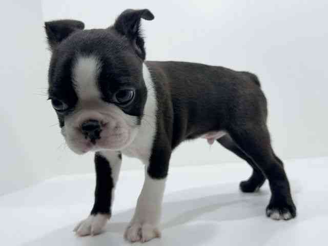 広島県のボストンテリア (ひごペットフレンドリーフジグラン神辺店/2025年9月24日生まれ/男の子/ボストンカラー)の子犬の3枚目の画像