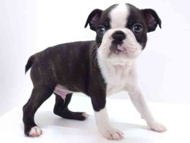 大阪府のボストンテリア (ひごペットフレンドリーいこらもーる泉佐野店/2025年9月24日生まれ/男の子/ボストンカラー)の子犬の3枚目の画像