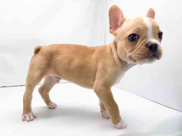 京都府のフレンチブルドッグ (ひごペットフレンドリー洛北阪急スクエア店/2025年9月26日生まれ/男の子/クリームホワイト)の子犬の3枚目の画像