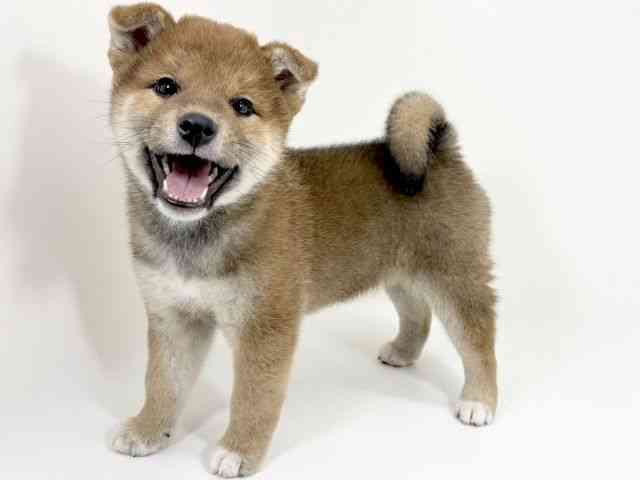 京都府の柴犬(標準サイズ) (ひごペットフレンドリーイズミヤショッピングセンター八幡店/2025年9月27日生まれ/女の子/赤)の子犬の3枚目の画像