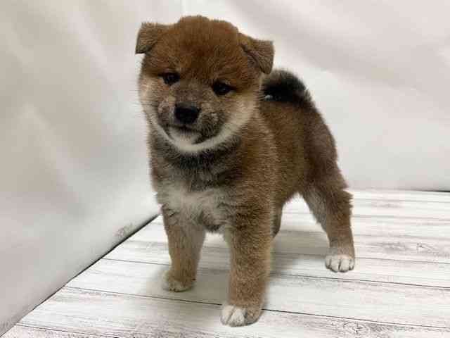 和歌山県の柴犬(標準サイズ) (ひごペットフレンドリーパームシティ和歌山店/2025年9月27日生まれ/女の子/赤)の子犬の3枚目の画像