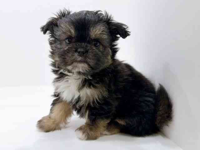 広島県のチワズー/チワシーズ(チワワ×シーズー) (ひごペットフレンドリーフジグラン神辺店/2025年9月26日生まれ/女の子/ブラックタン)の子犬の3枚目の画像