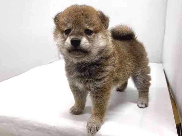 奈良県の柴犬(標準サイズ) (ひごペットフレンドリー奈良パワーシティ店/2025年9月27日生まれ/女の子/赤)の子犬の3枚目の画像