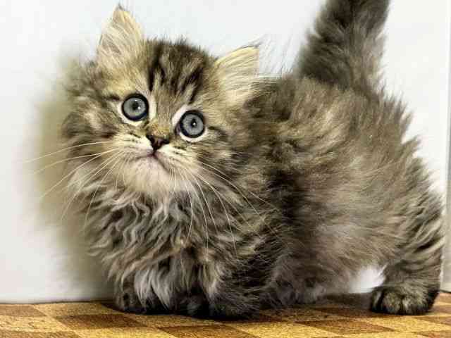 愛媛県のミヌエット (ひごペットフレンドリーエミフルMASAKI店/2025年9月26日生まれ/男の子/ブラウンタビーホワイト)の子猫の3枚目の画像