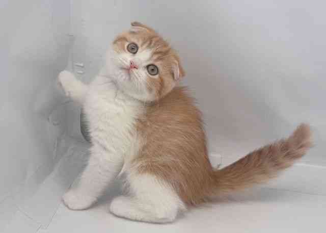 鳥取県のスコティッシュフォールド (ひごペットフレンドリーイオンモール鳥取北店/2025年9月22日生まれ/女の子/レッドタビーホワイト)の子猫の3枚目の画像