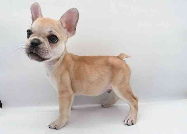 島根県のフレンチブルドッグ (ひごペットフレンドリーイオン松江ショッピングセンター店/2025年9月24日生まれ/男の子/フォーン)の子犬の3枚目の画像